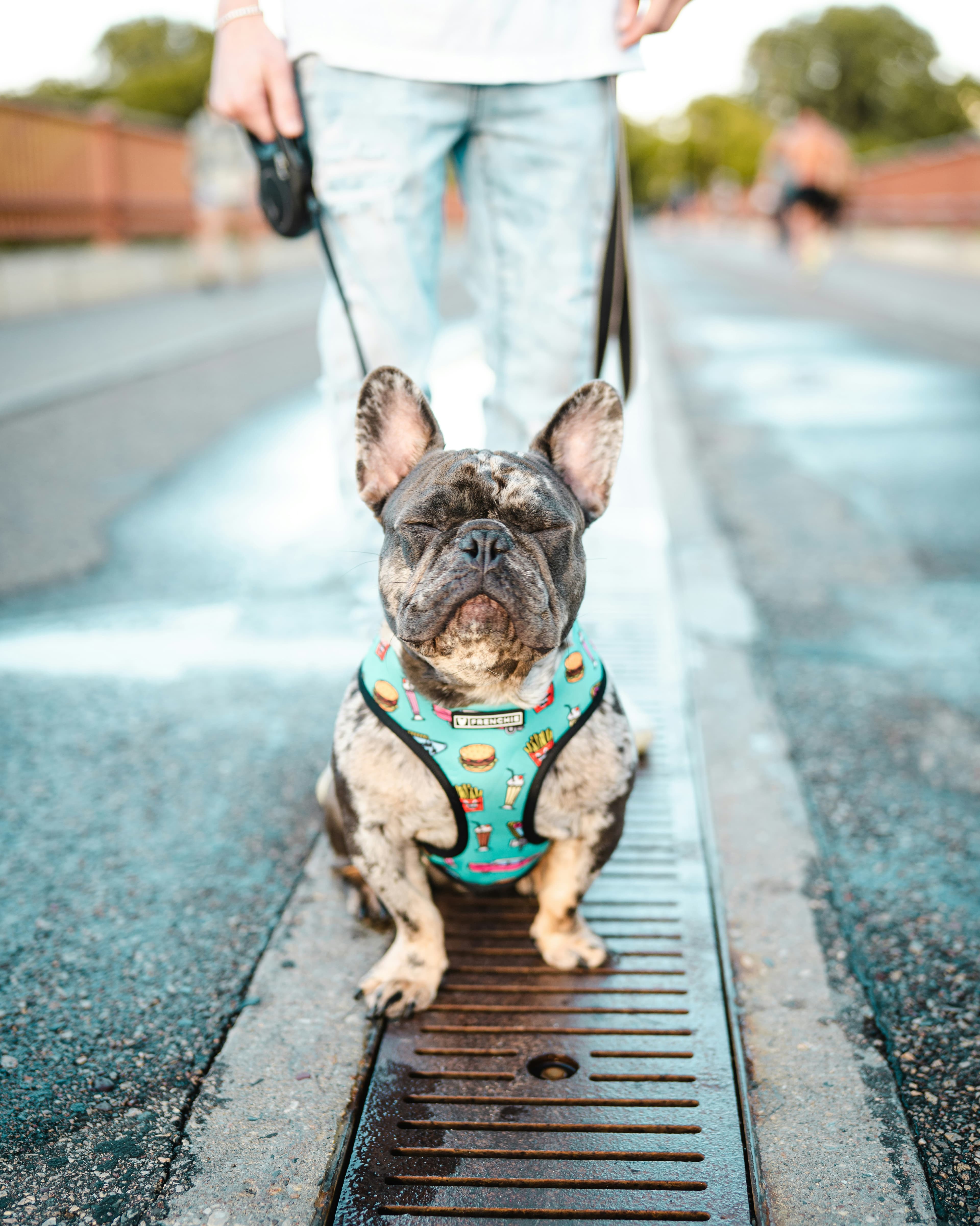 French bulldog in colorful harness posing on a bridge