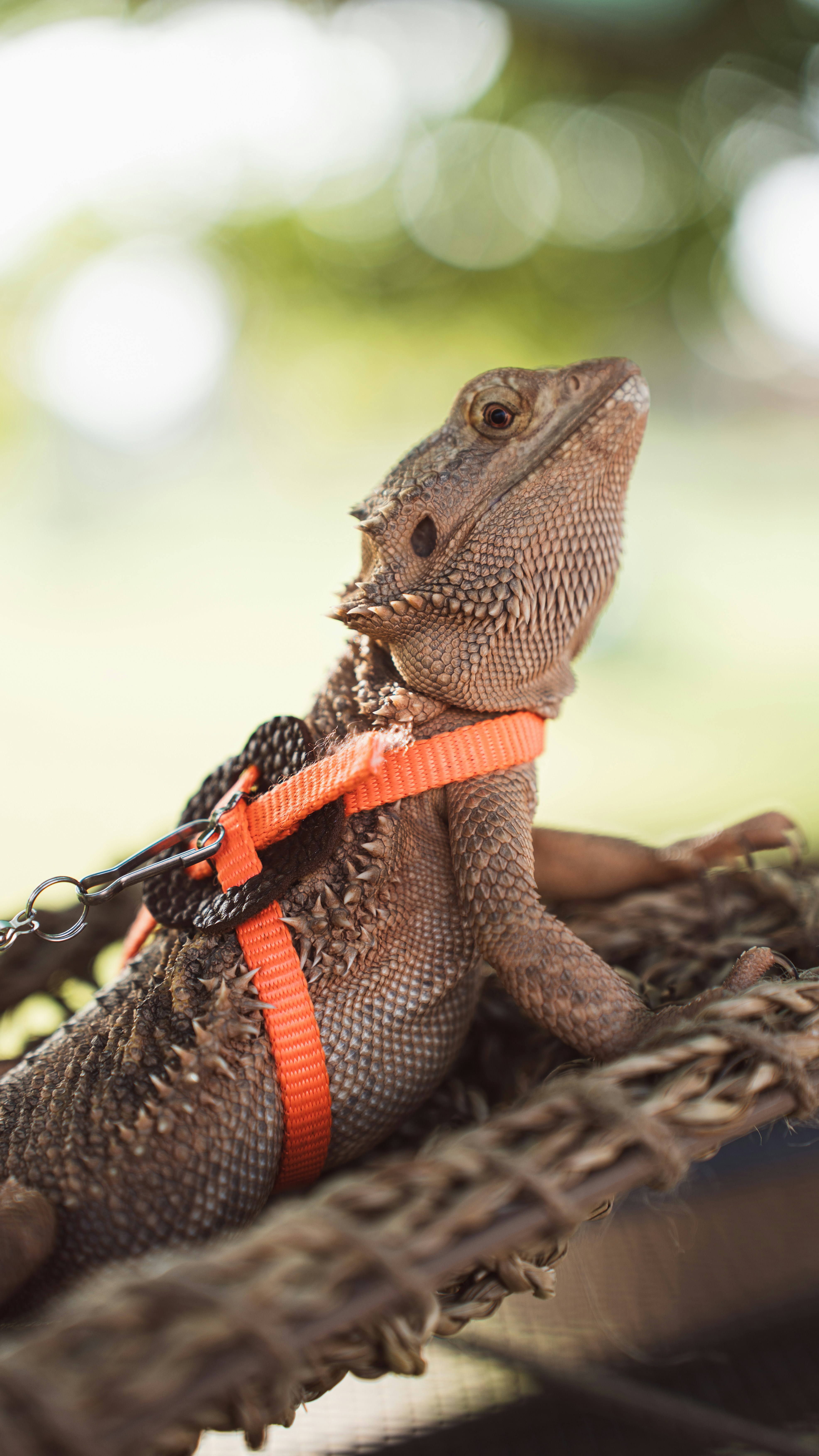 Bearded dragon in orange harness perched on a hammock