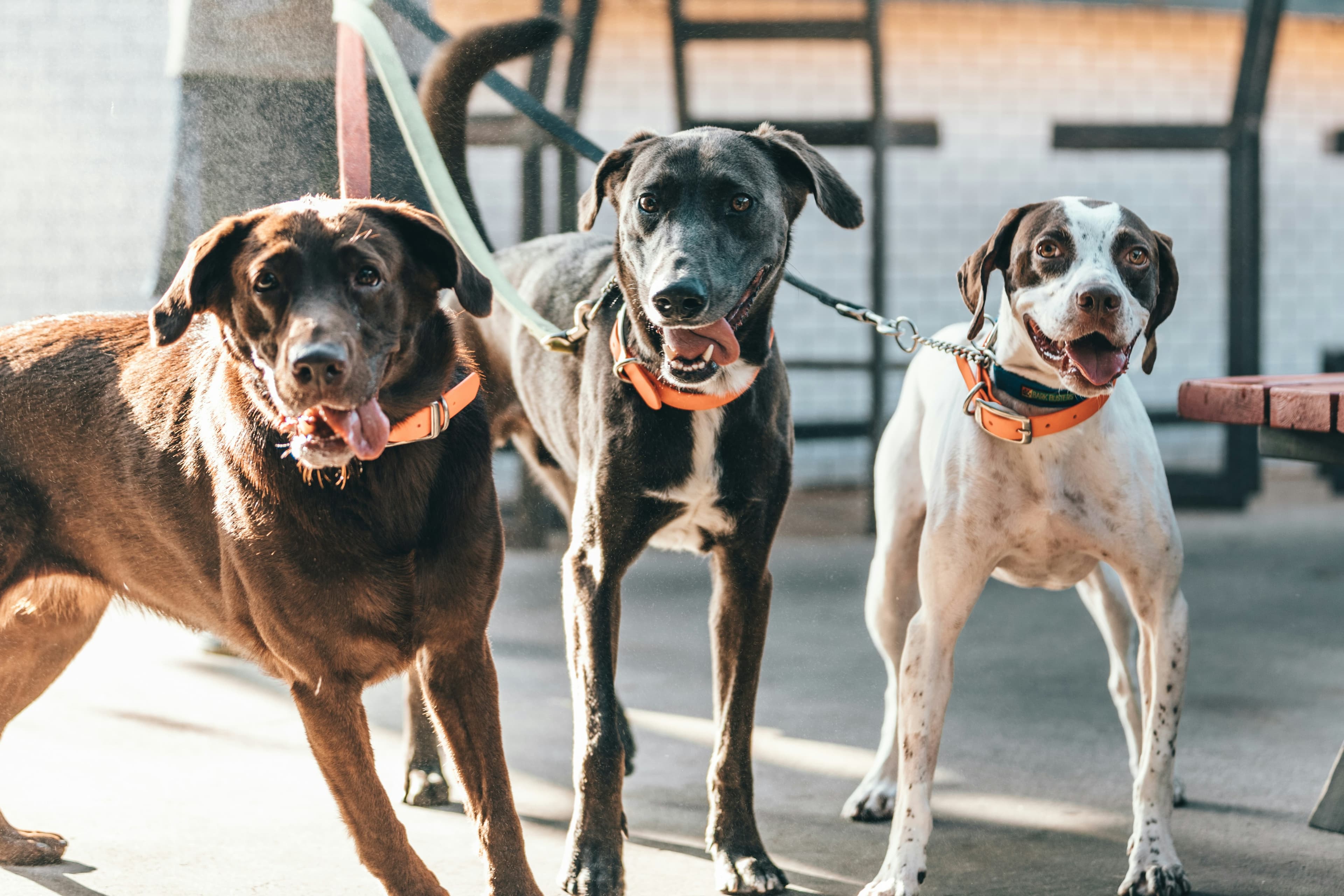 Three dogs on leashes enjoying a group walk