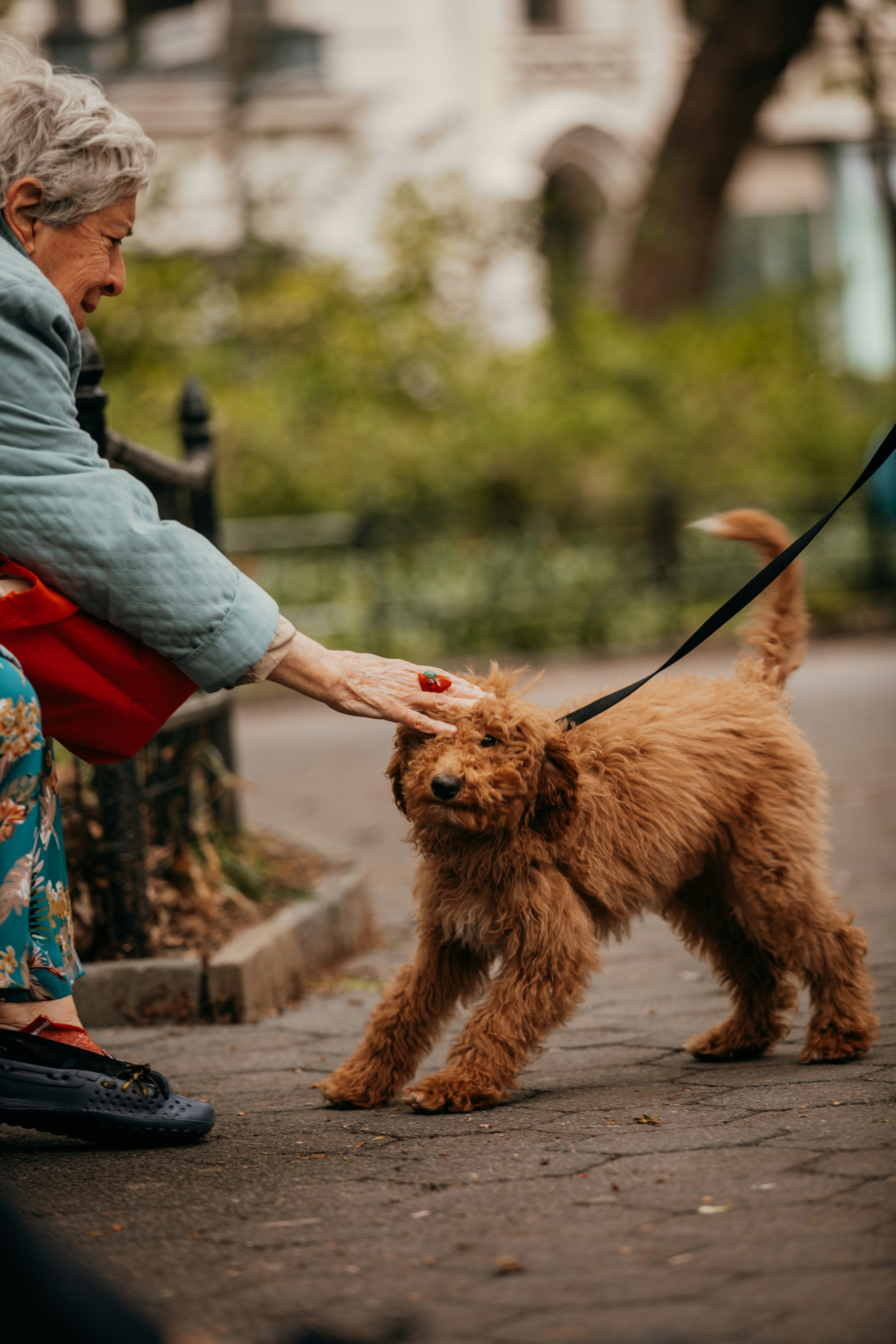 Woman petting a goldendoodle in the park