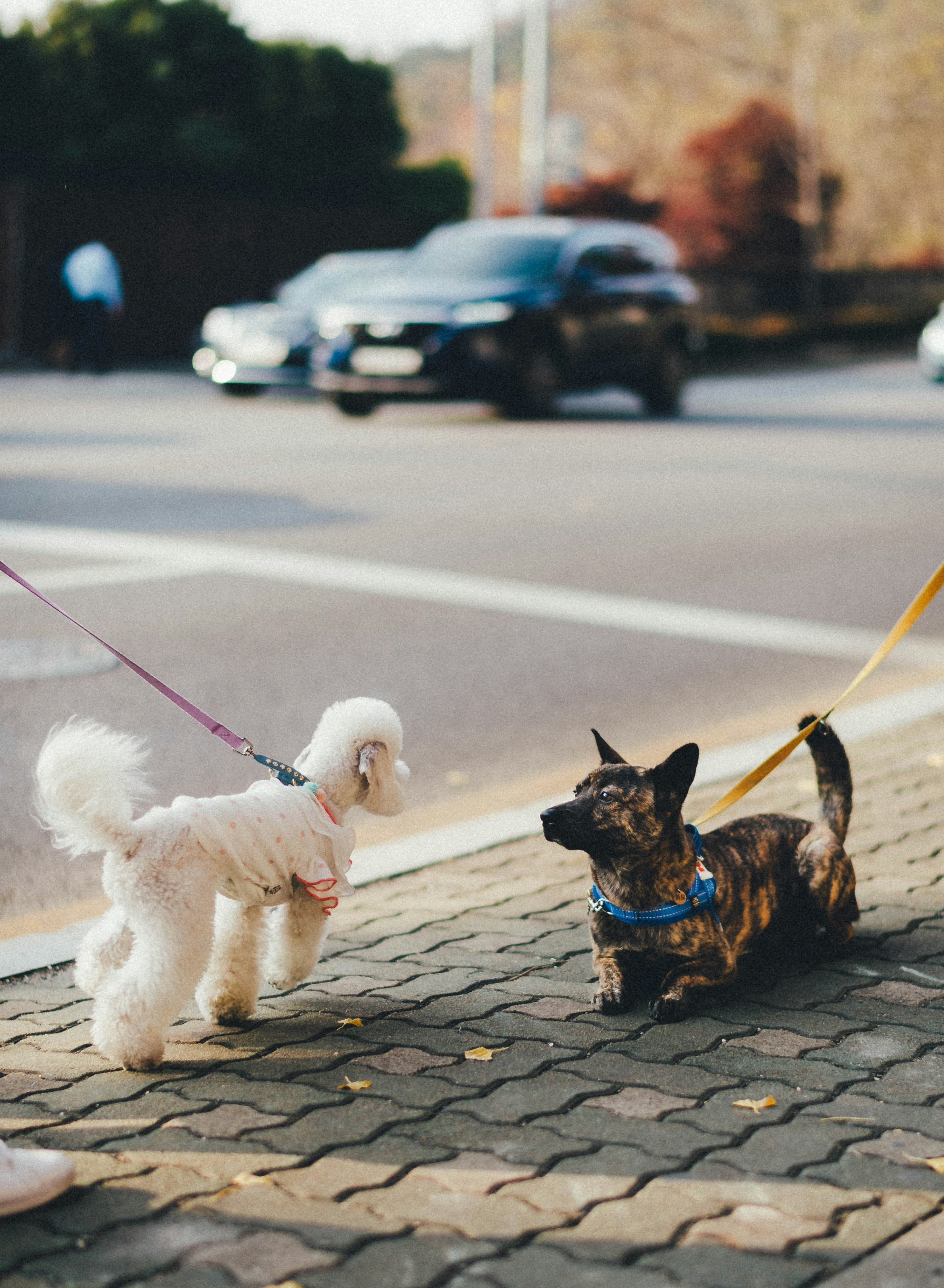 White bichon and brindle dog together on a brick sidewalk