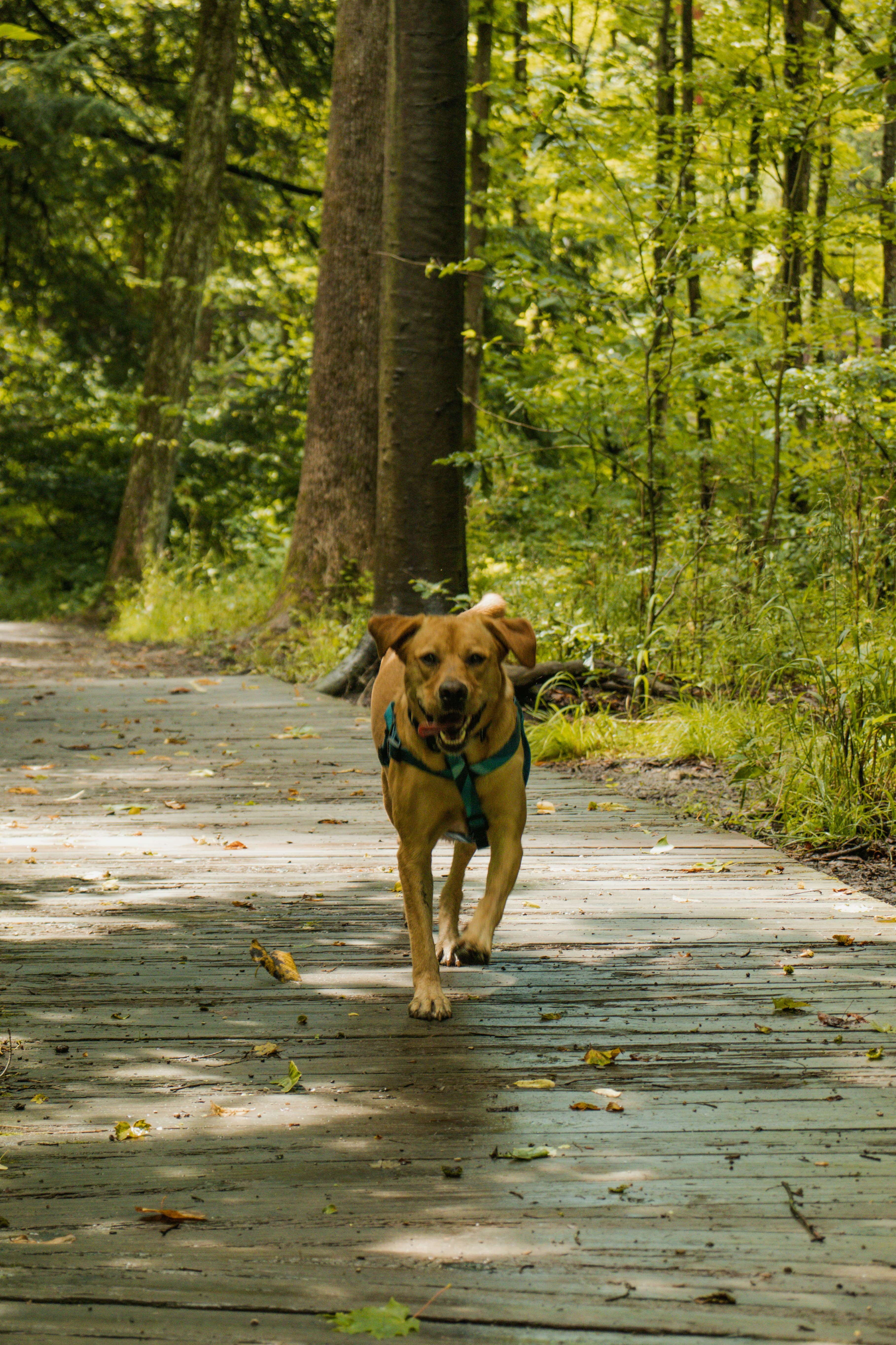 Happy dog running on a forest boardwalk trail