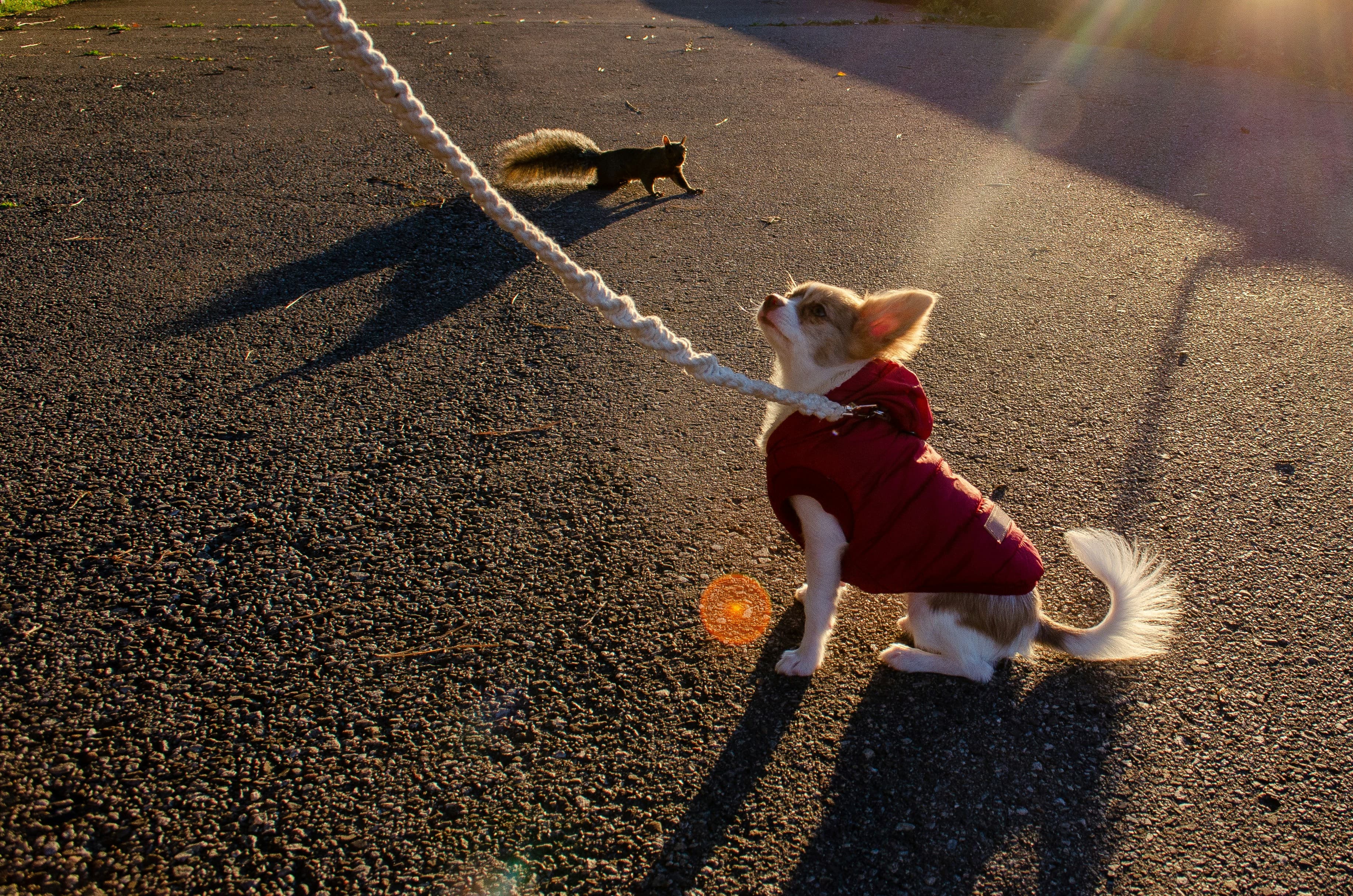 Fifi on a walk