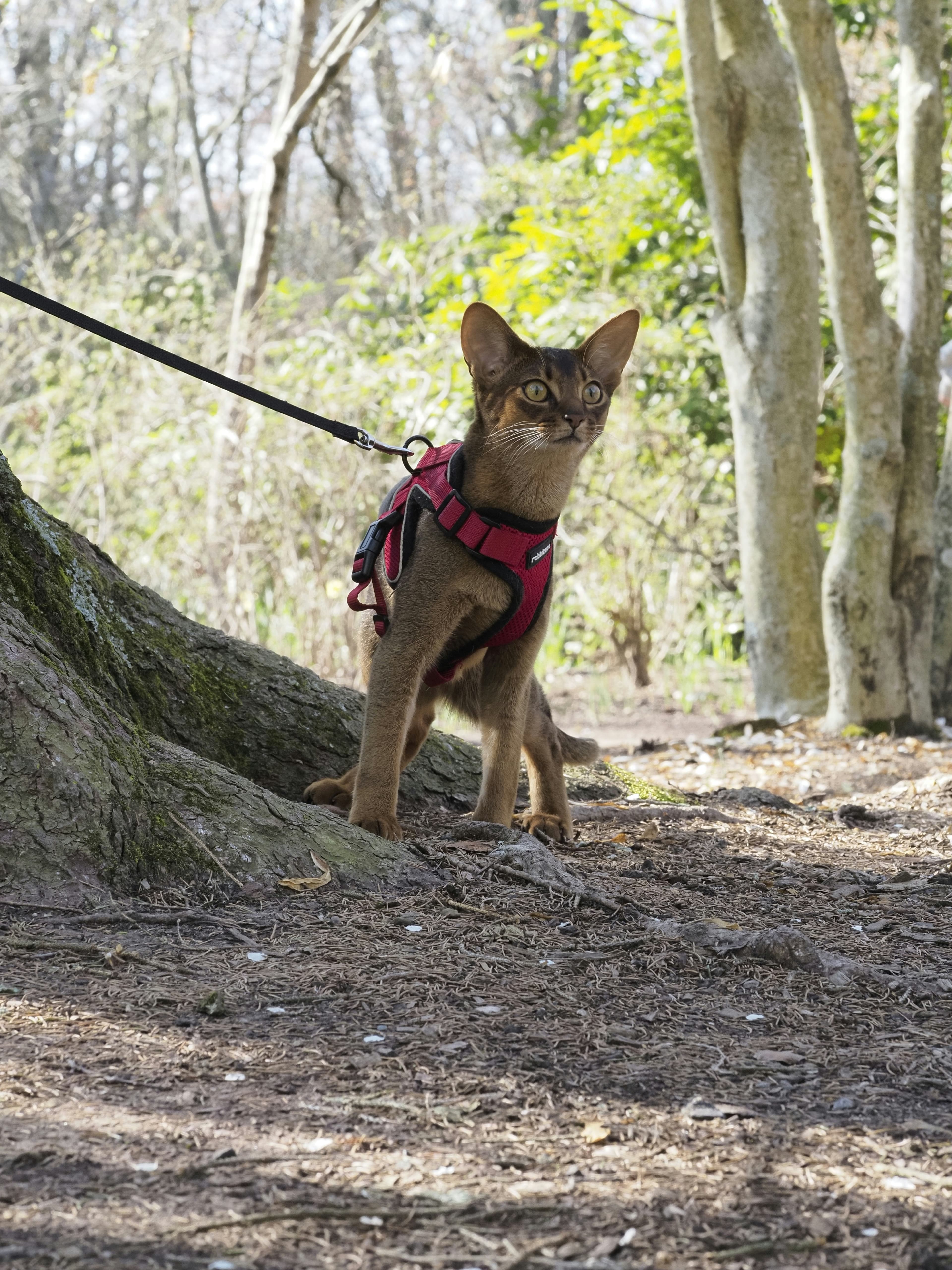 Adventurous cat on a leash exploring the forest