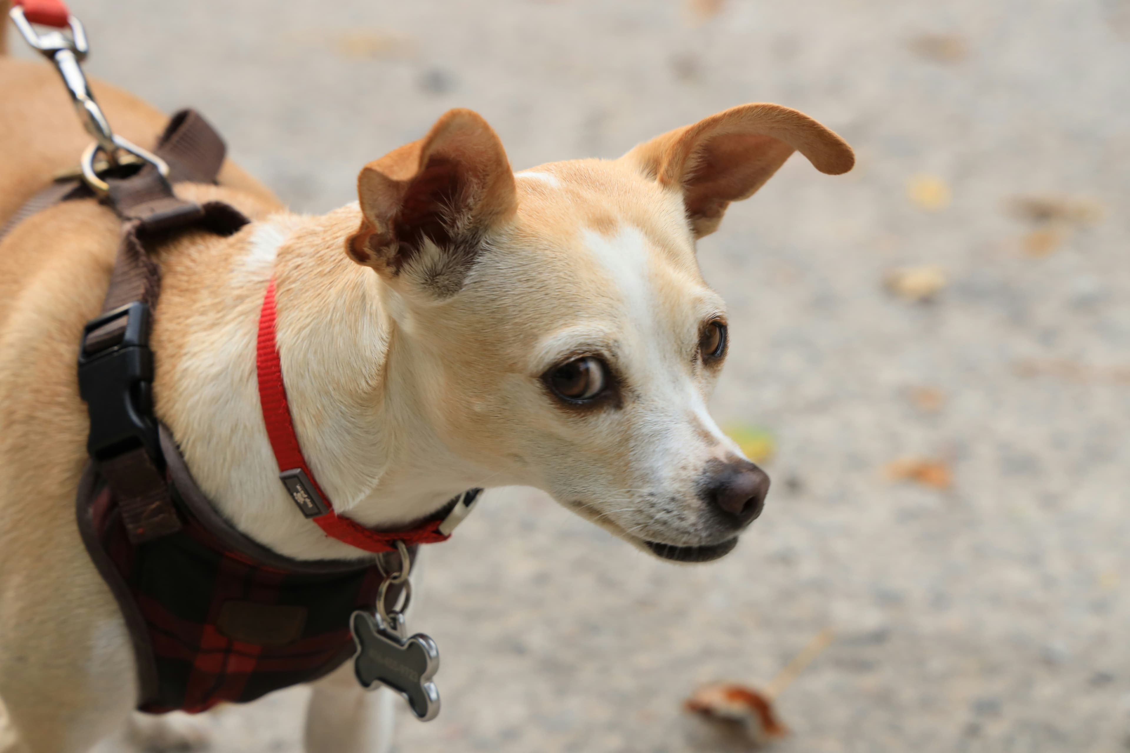 Small chihuahua mix in plaid harness on a walk