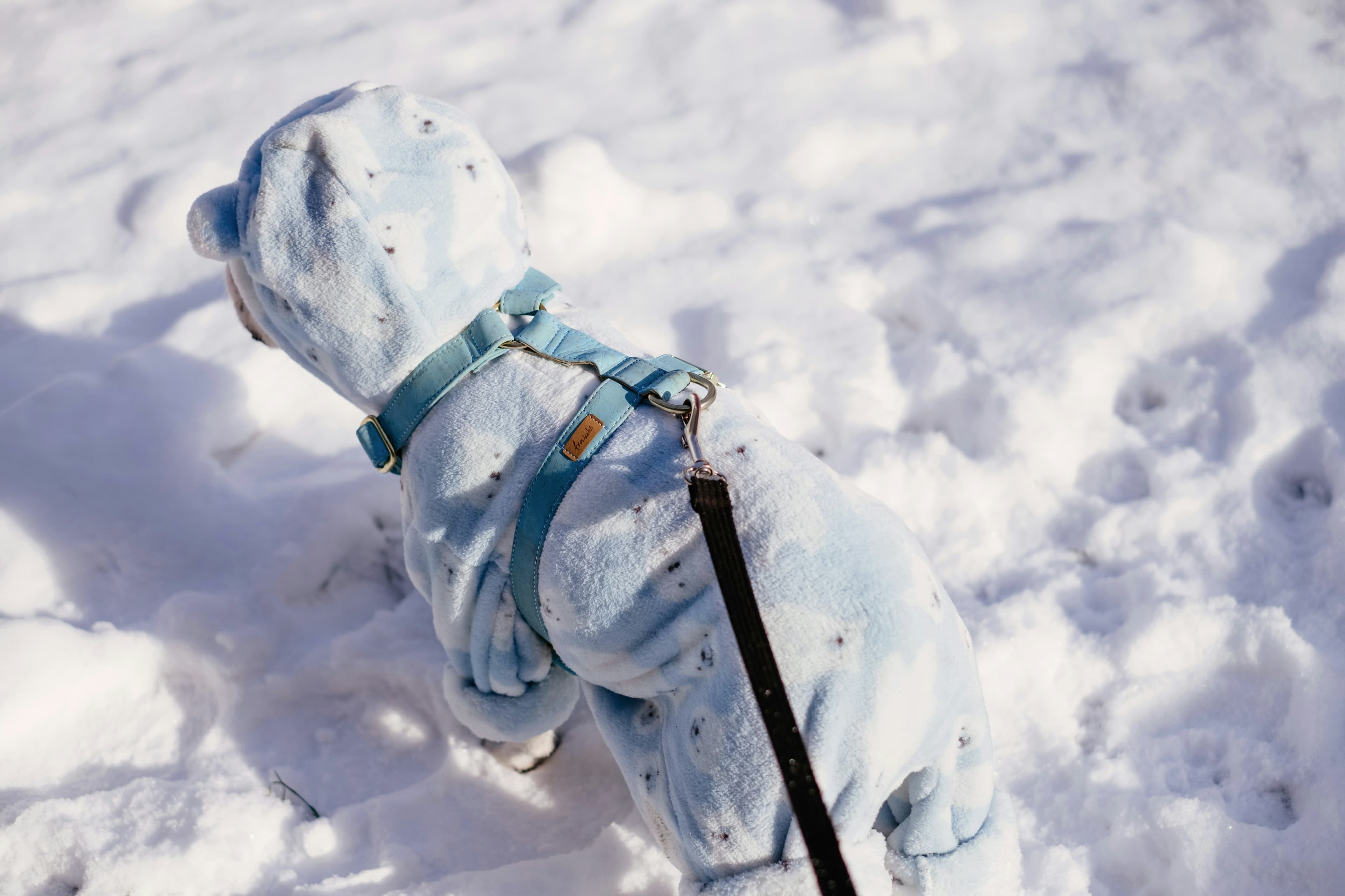 White dog with blue harness playing in fresh snow